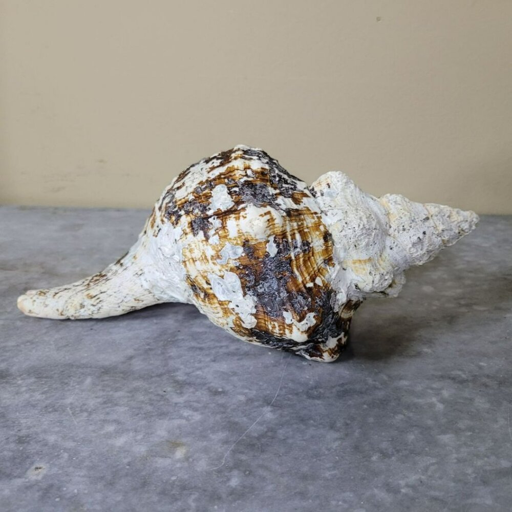 Real Conch Shell 10 inches Long Old‎ Weathered Porous